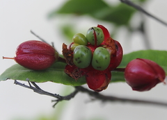 Ochna serrulata