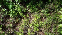 Vaccinium tenellum