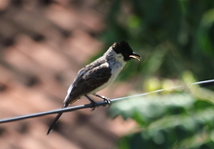Pycnonotus aurigaster