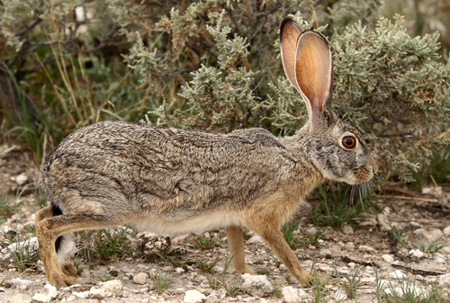Scrub Hare, photo 6 of 10