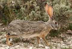 Scrub Hare photo 5