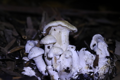 Leucopaxillus cerealis