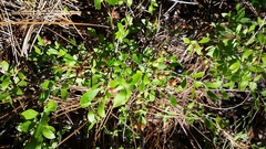 Vaccinium tenellum