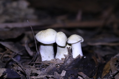 Leucopaxillus cerealis