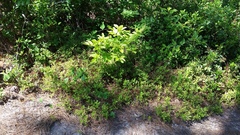 Vaccinium tenellum