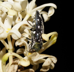 Diphucrania leucosticta