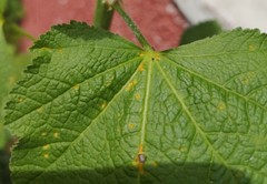 Puccinia malvacearum