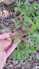 Vaccinium tenellum