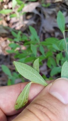 Vaccinium tenellum