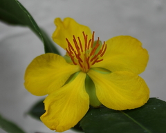 Ochna serrulata