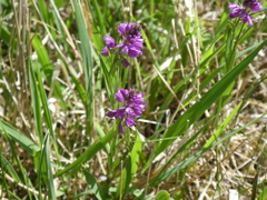 Polygala comosa