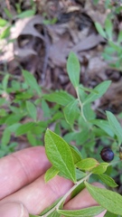 Vaccinium tenellum