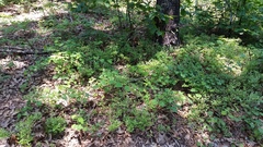 Vaccinium tenellum