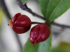 Ochna serrulata