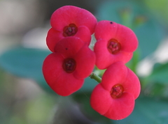 Euphorbia milii