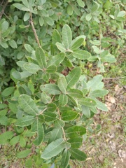 Quercus crispipilis