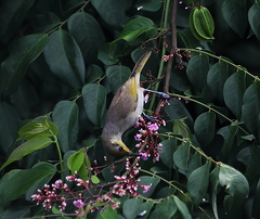 Lichmera indistincta limbata