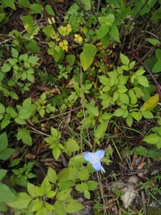 Elasis guatemalensis