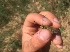 Libelloides ictericus