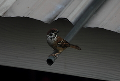 Passer montanus