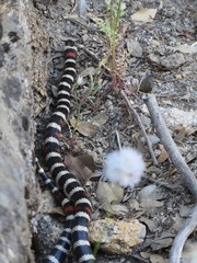 Lampropeltis zonata