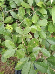 Quercus segoviensis
