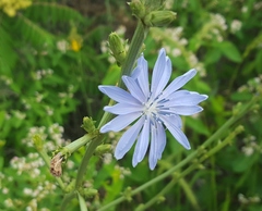 Cichorium intybus
