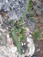 Astrolepis integerrima