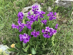 Primula latifolia
