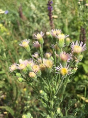 Erigeron acris podolicus