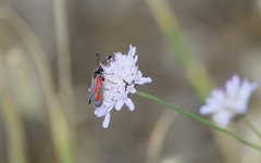 Zygaena punctum