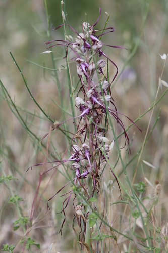Image of Himantoglossum calcaratum by (c) Christoph Moning, some rights reserved (CC BY)