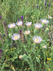 Erigeron acris podolicus
