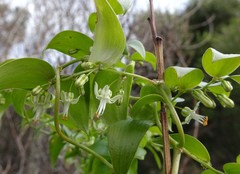 Asparagus asparagoides