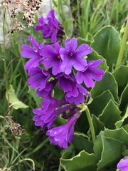 Primula latifolia