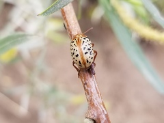 Calligrapha verrucosa