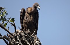 Gyps bengalensis