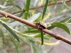 Calligrapha verrucosa