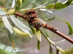 Calligrapha verrucosa