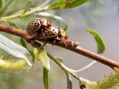 Calligrapha verrucosa