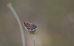 Spialia orbifer