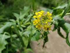 Brassicaceae