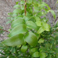 Asparagus asparagoides