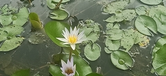 Nymphaea nouchali