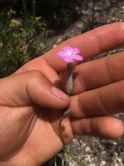 Dianthus caryophyllus