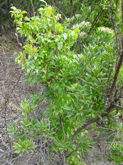 Asparagus asparagoides