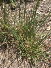 Dianthus caryophyllus
