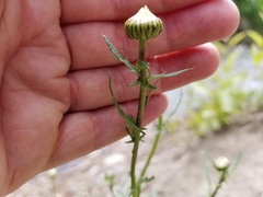 Leucanthemum vulgare