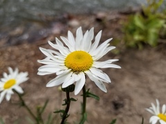 Leucanthemum vulgare