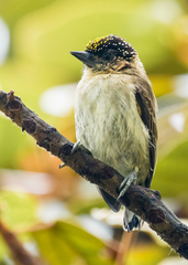 Picumnus granadensis